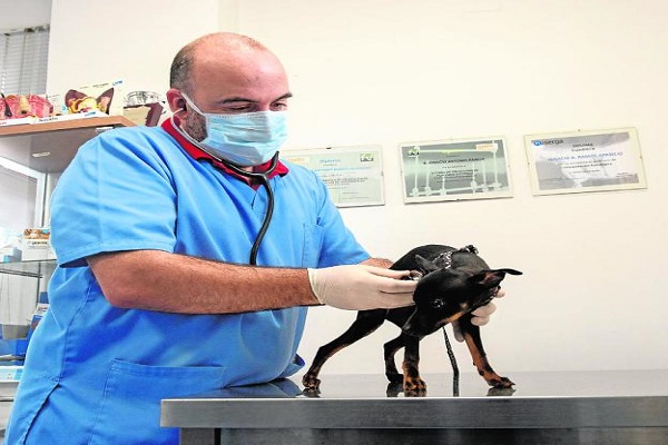 veterinarios en cartagena